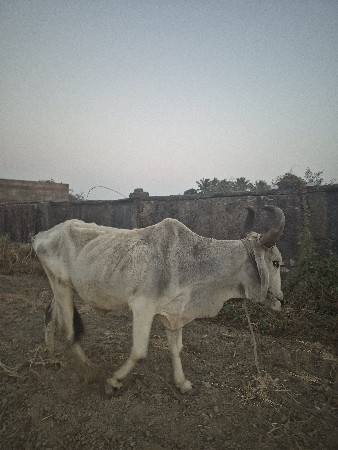 5.6 Dhar chalel 1 j see