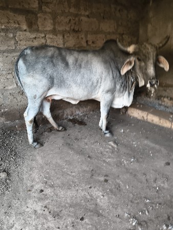 थंबनेल 2