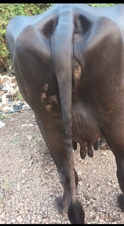 ભેંસ વેચવાની છે