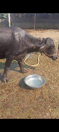 ભેંશ વેચવાની છે જાફરી ખડેલી