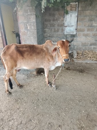 थंबनेल 1