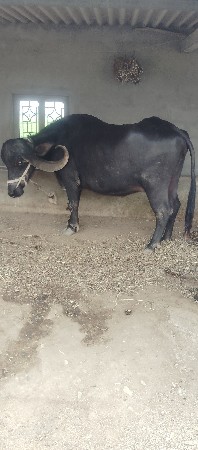 ભેંસ વેચવાની છે