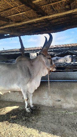 4 ધર નો બરધ