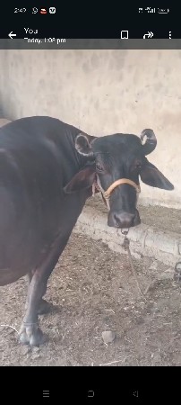 ભેંસ વેચવાની છે