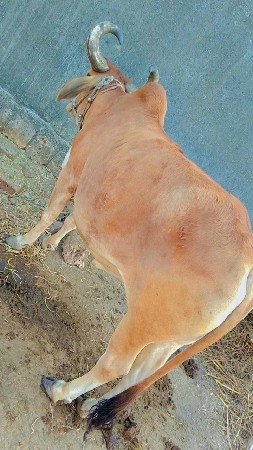 રાજુભાઈ સોલંકી દેવીપુજક