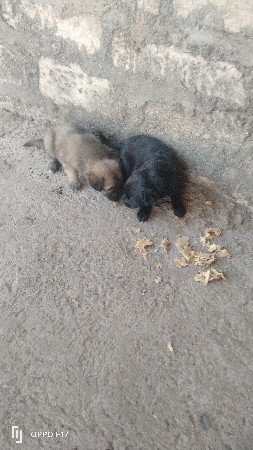 બસા દેવાનાસે