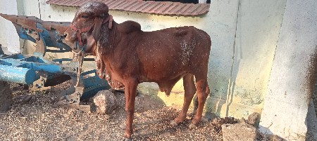 વાસરો વેસ વનો સે