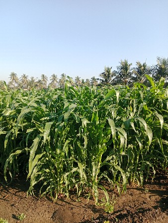 લીલી મકાય વેચવાનું છે