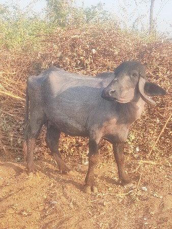 થંબનેલ 2