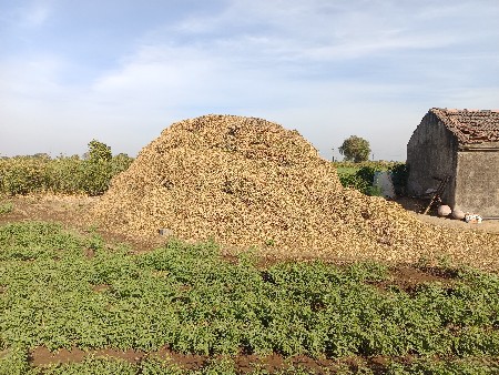 માંડવી નો પાલો