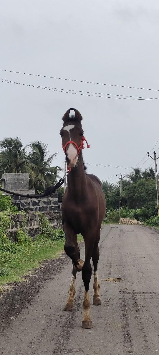 Name Rathy
વાસેરો વેષવાનો હે