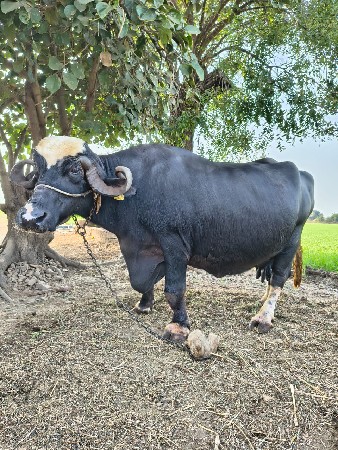 थंबनेल 1