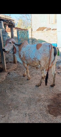 थंबनेल 2