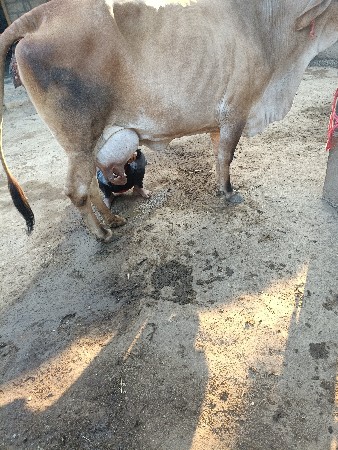 થંબનેલ 3