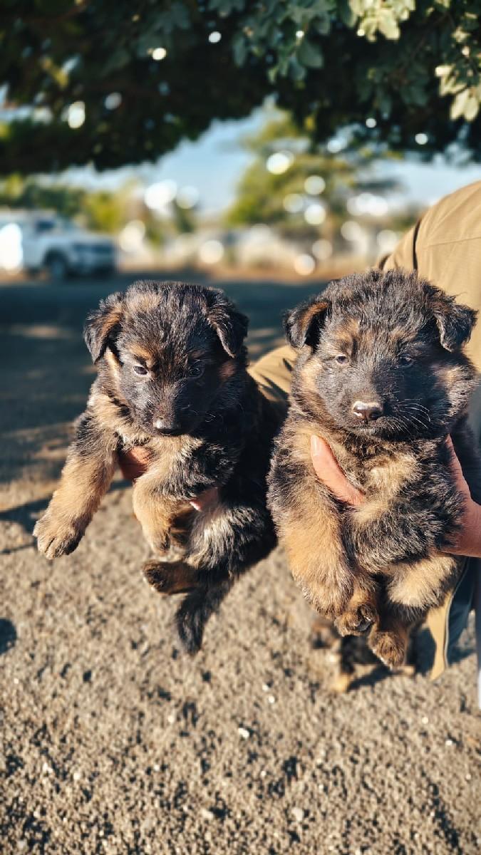 જર્મન સેફ્રેડ ના બચ્ચા