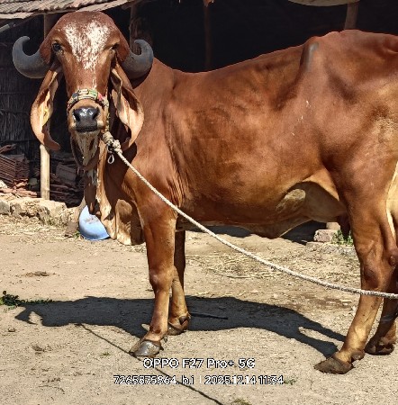 थंबनेल 4