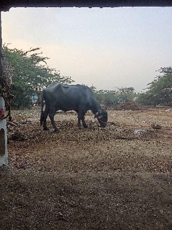 थंबनेल 3