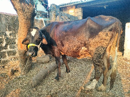 थंबनेल 2