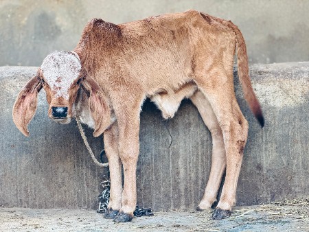 थंबनेल 5