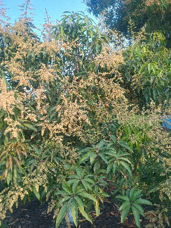 બગીસોદેવવાનો છે