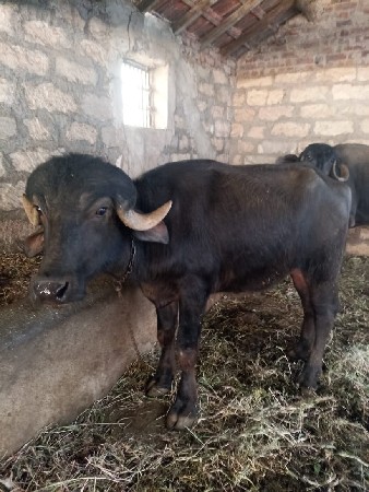 દોઢ વરસ ની છે