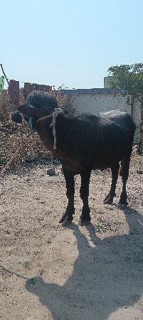 થંબનેલ 2