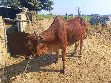 थंबनेल 2