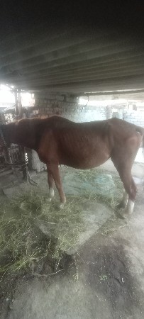 ઘોડીનાસાટામા ગાયજોયછે