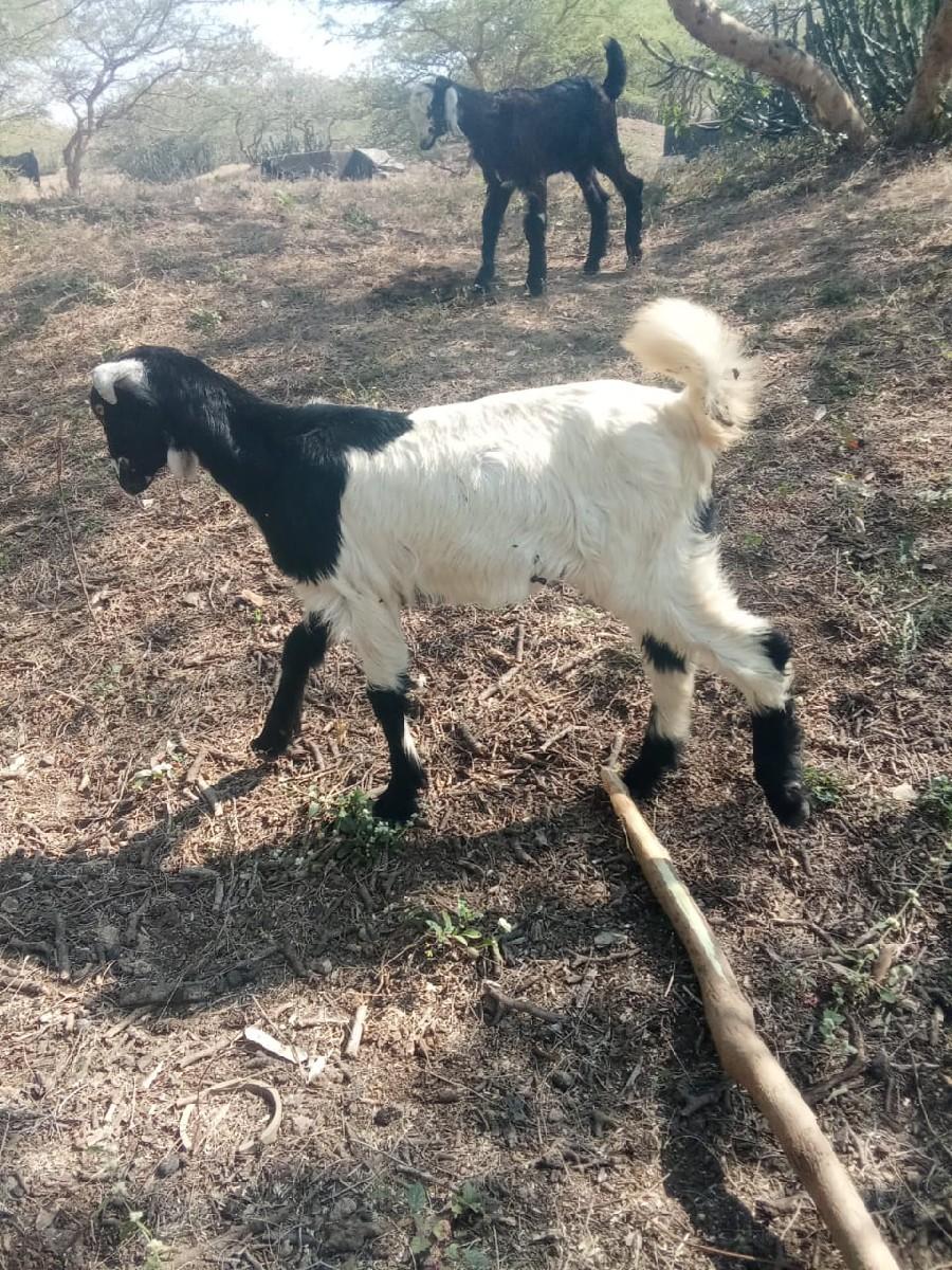 બૅ બૉકડા નૅ બૅ બાકરયૂ