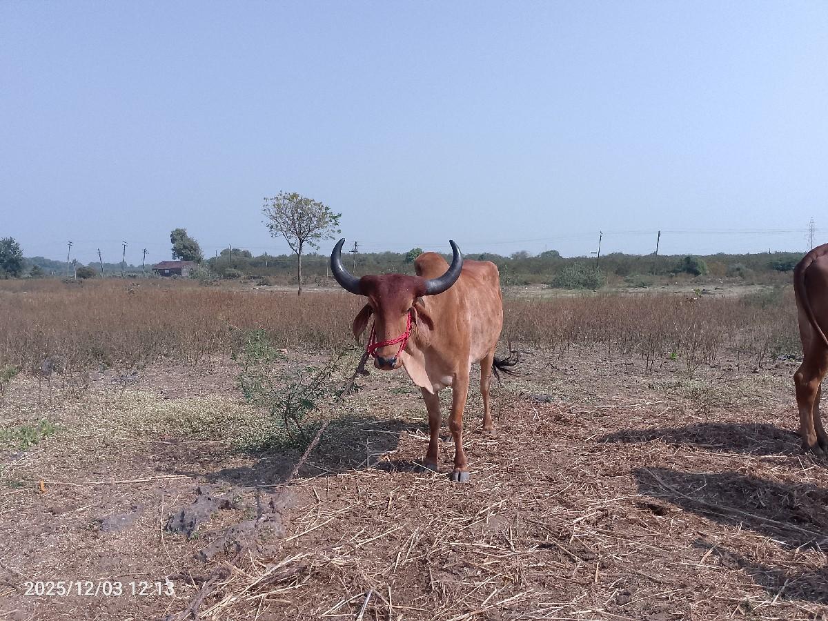 થંબનેલ 2