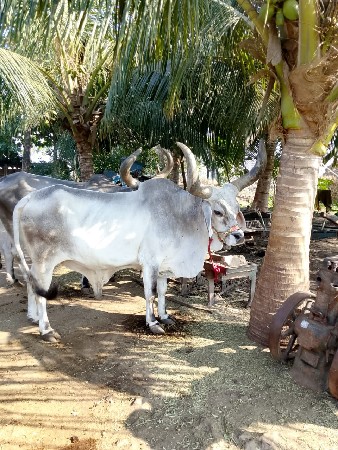 કીંમત , દશ હજાર