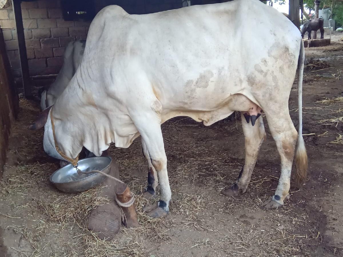 थंबनेल 3