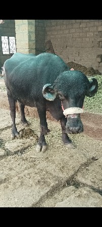 ભેંસ વેચવાની છે