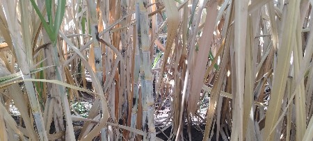 શેરડી વેચવાની છે