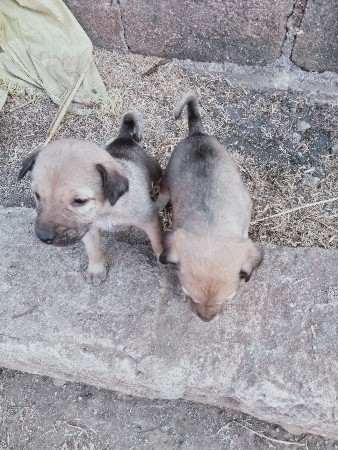 કૂતરા2 કુતરી 1વેચવાનાછે