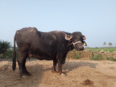 थंबनेल 2