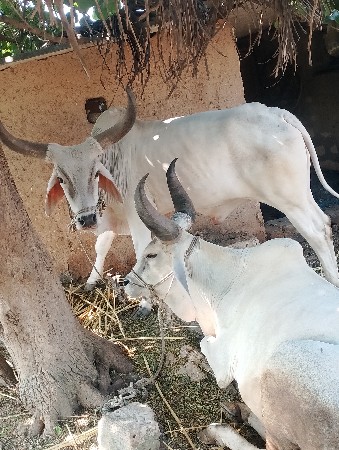બળદ ગોધલા વેચવા ના છે
