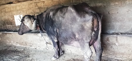 थंबनेल 3