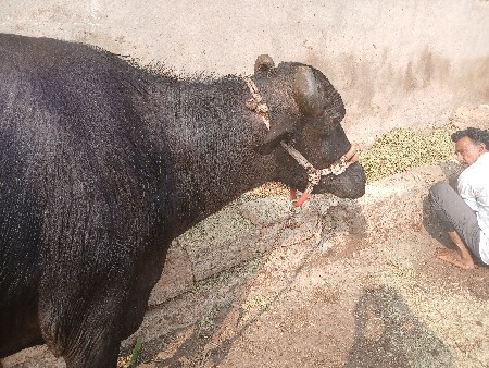 थंबनेल 3