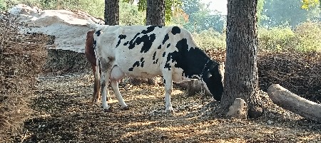 ત્રીજુ વેતર13લીટર દુધછે105000