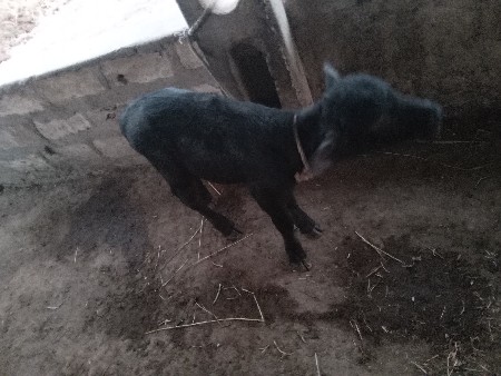 ભેશવેશવાનિછે