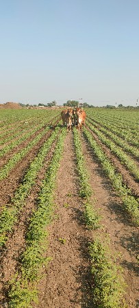 બડધ  ગોઢલા