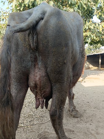 थंबनेल 3