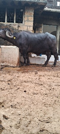 थंबनेल 2