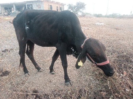 vasdi aek mahinapela bijdankare