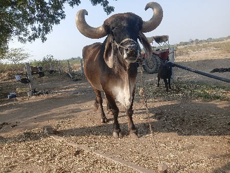 આના જેવો લેવાનો છે