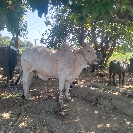 થંબનેલ 2