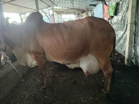 દોવામાં સાવજી ચોથું  વેતર