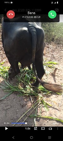 થંબનેલ 1