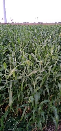 લીલો ચારો કૂતરો ઘેરો દેવાનો છે